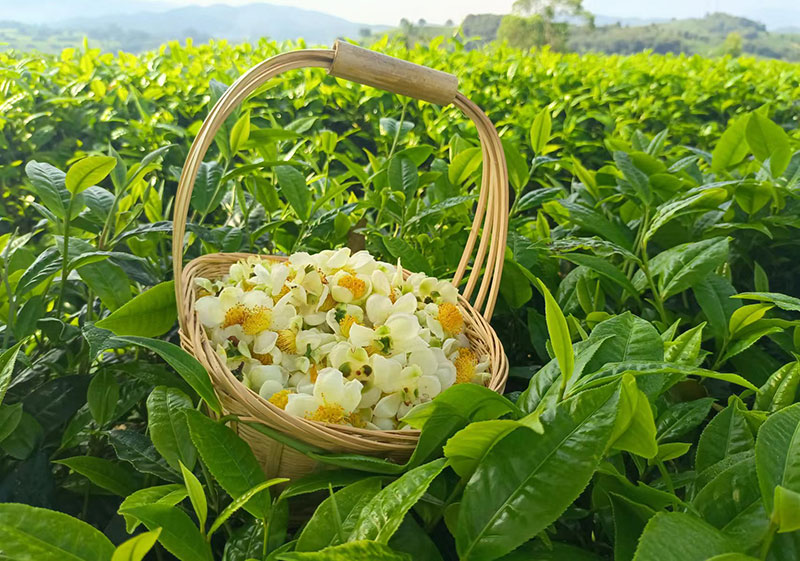 茶葉茶花。