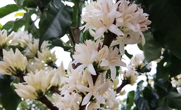 孟連：咖啡花開(kāi) 漫山“飄雪”