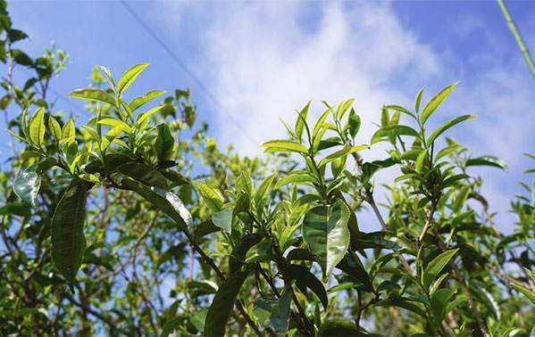 臨滄鎮康：悠悠馬鞍山 春日采茶忙