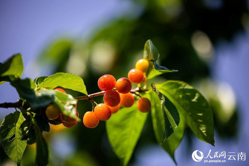 紅彤彤的櫻桃掛滿枝頭。人民網(wǎng)記者 程浩攝