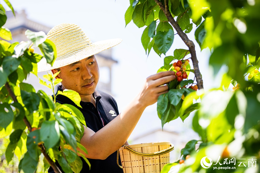 已有少量游客入園采摘。人民網(wǎng)記者 程浩攝