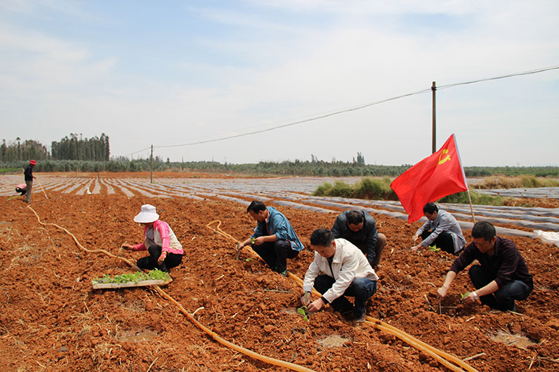 黨員下到田地里幫農(nóng)戶干活。李怡霖攝