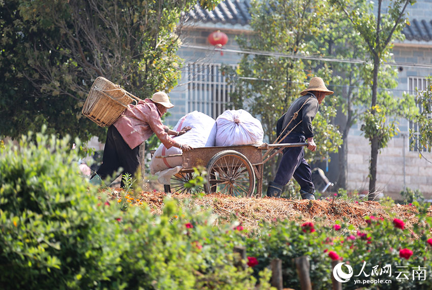 玫瑰花盛開(kāi)，玫瑰花采摘工人上線。馬方潔攝