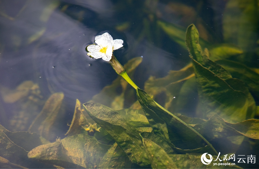 圖為4月23日在滇池大泊口水域拍攝的海菜花。人民網(wǎng) 虎遵會(huì)攝