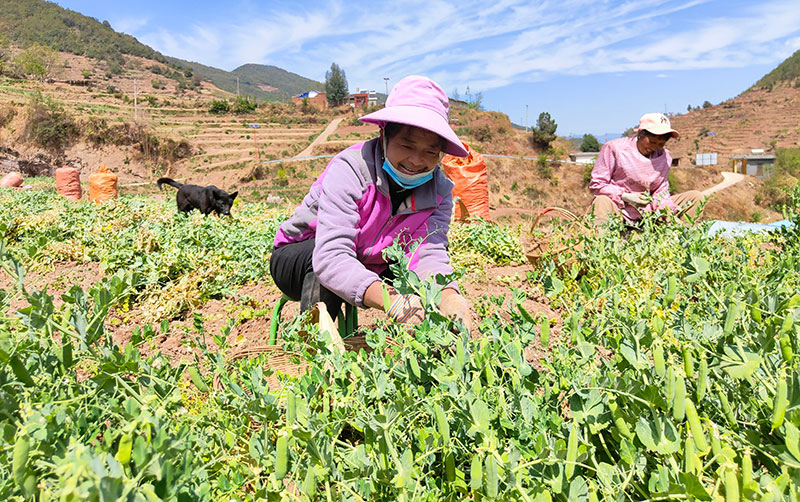 村民正在采摘青豌豆。王菊華攝