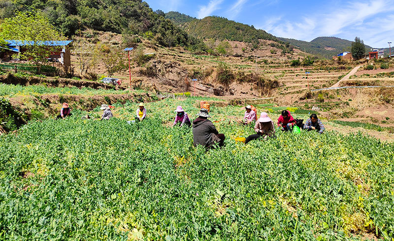 村民正在采摘青豌豆。王菊華攝