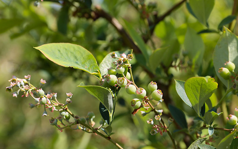 藍莓長(cháng)勢良好。