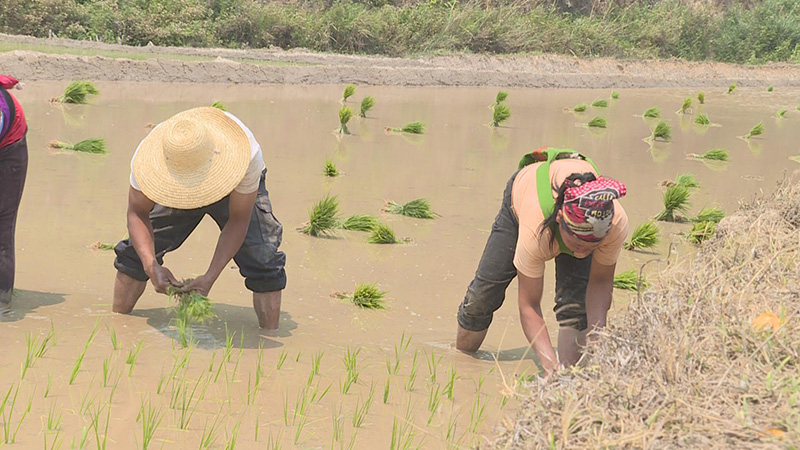 云南省瀾滄縣推進(jìn)農(nóng)田水利建設(shè)，守護(hù)糧食安全。瀾滄縣融媒體中心供圖5