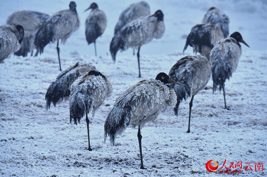 大山包的冰天雪地里，正在休息的黑頸鶴。鄭遠(yuǎn)見攝