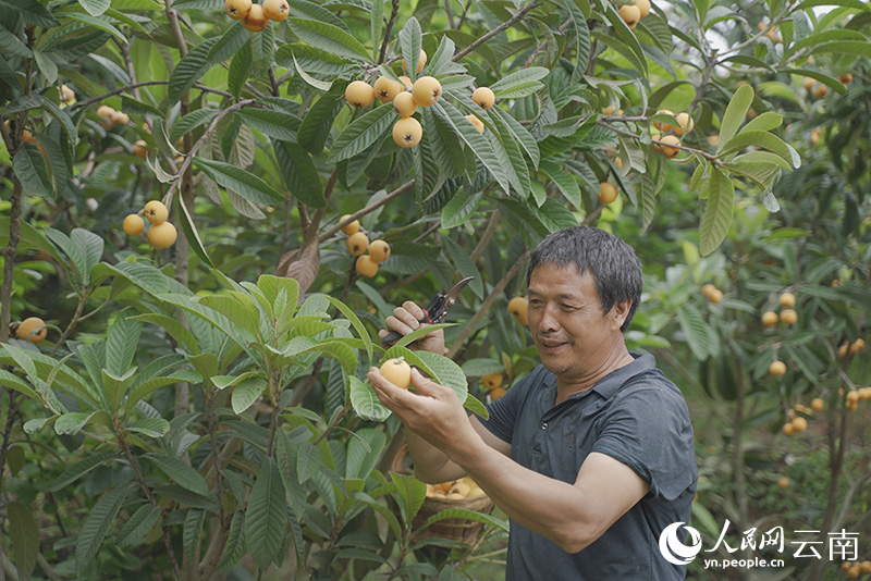 獲得“枇杷王”稱(chēng)號(hào)的果農(nóng)和他的果園。人民網(wǎng) 蔡樹(shù)菁攝