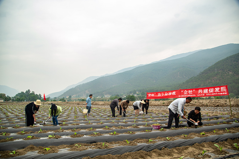 “企社共建”共同幫助煙農移栽烤煙（方亞妹-攝）---副本