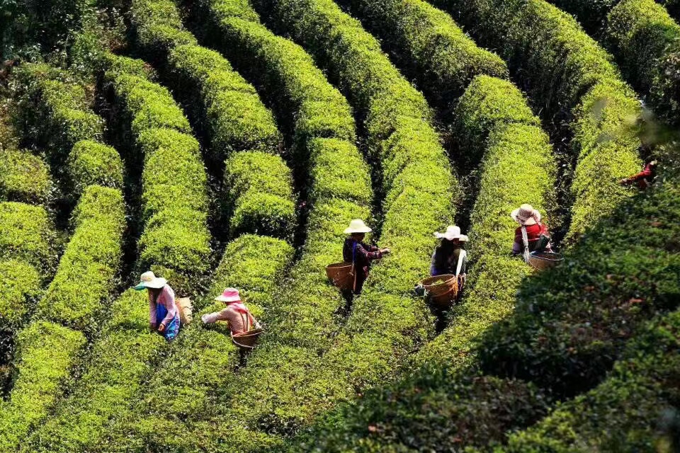 鳳慶縣茶園。鳳慶縣委宣傳部供圖