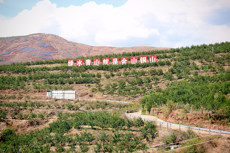 山坡上種滿了石榴樹（吳明霞攝）