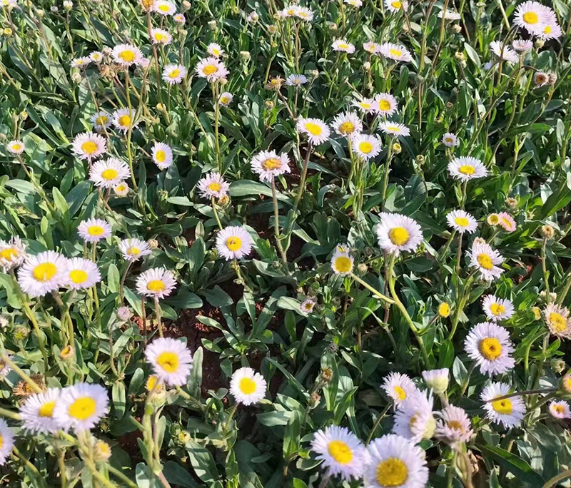 燈盞花開花-張洪攝