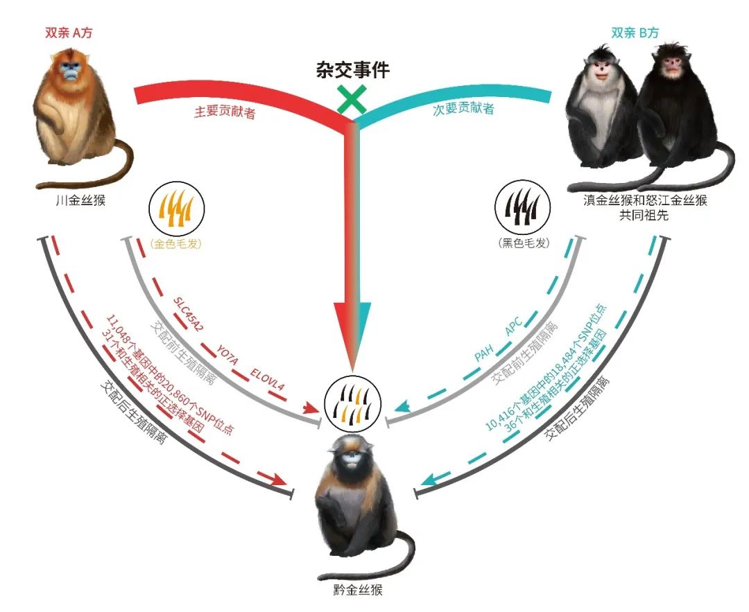 金絲猴雜交事件、毛色形成與生殖隔離的產(chǎn)生。于黎課題組供圖