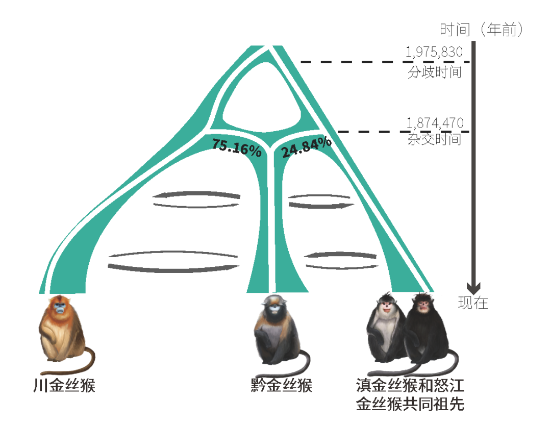 基于模型模擬推測(cè)的黔金絲猴雜交起源歷史。于黎課題組和張國(guó)捷課題組供圖