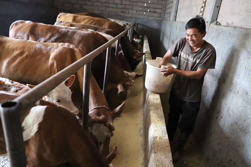 張啟德正在給肉牛喂食。孔應(yīng)秀攝