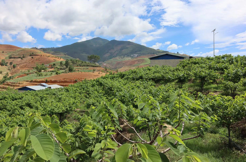 5楊慶的釋迦種植基地。受訪者供圖