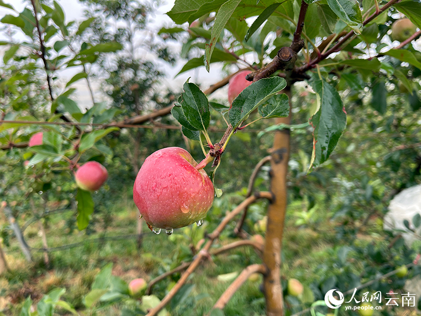 “昭陽(yáng)紅”蘋(píng)果產(chǎn)業(yè)示范基地里，蘋(píng)果掛滿(mǎn)枝頭。人民網(wǎng)記者 程浩攝