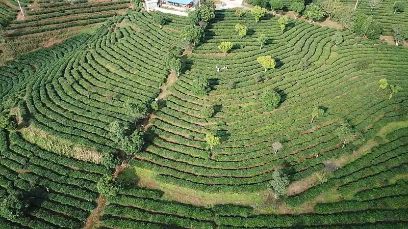 西盟縣岳宋鄉(xiāng)班帥村茶園-2022年4月25日-李秀娟攝