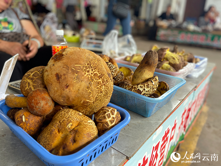 “野生菌王國”的菌子上市了！人民網(wǎng)記者 程浩攝