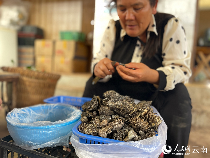 “野生菌王國”的菌子上市了！人民網(wǎng)記者 程浩攝