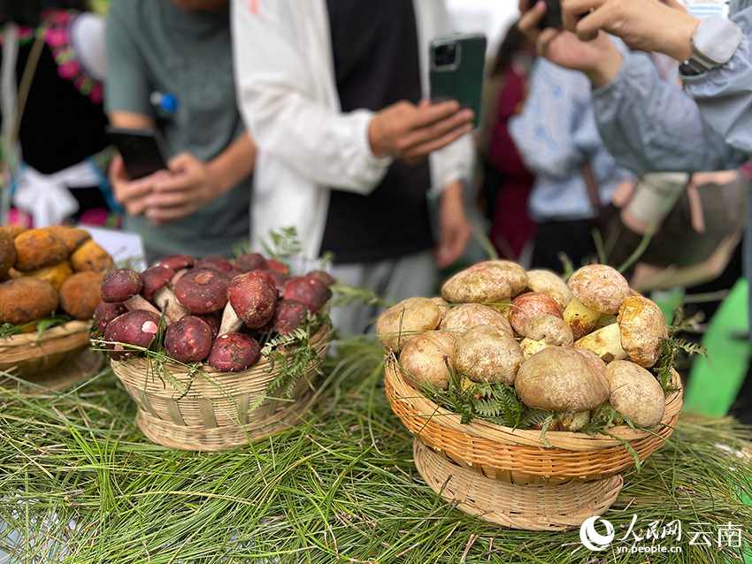 推介會(huì)現(xiàn)場(chǎng)的野生菌。人民網(wǎng)記者 程浩攝