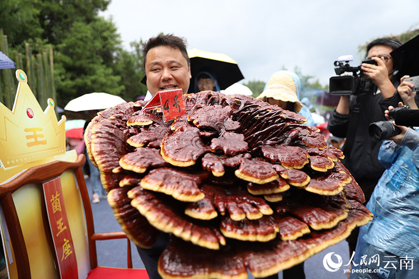 參賽者在展示摘得菌王的巨型靈芝菌。人民網(wǎng)記者 李發(fā)興攝