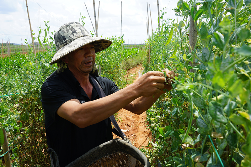 種植戶正忙著采收當(dāng)季豌豆。