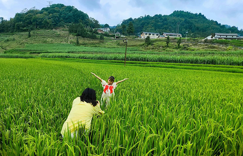 稻田成靚麗風(fēng)景。