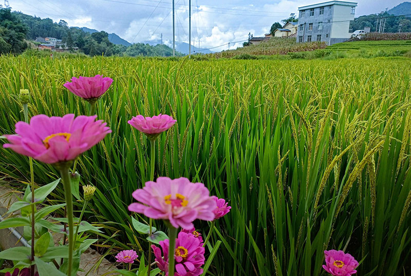 稻田成靚麗風(fēng)景。