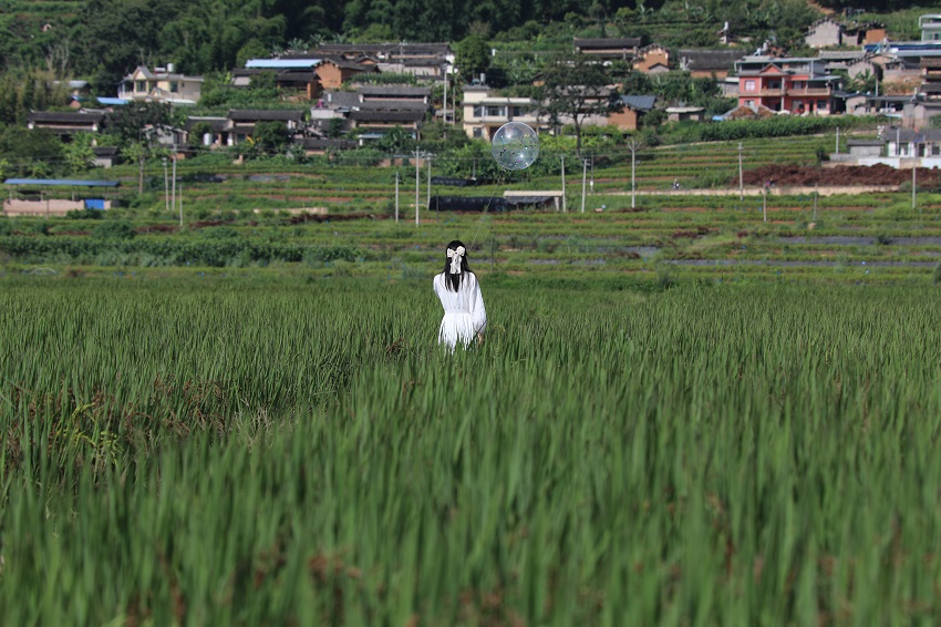 打卡稻田。景東縣融媒體中心供圖