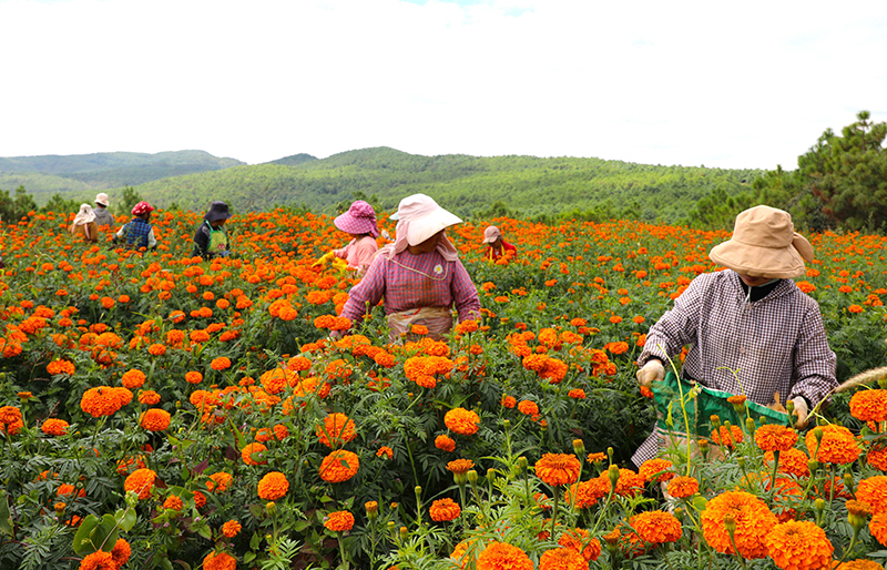 群眾采摘萬壽菊。