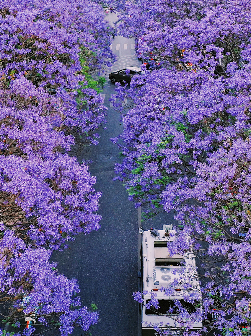 藍(lán)花楹。五華區(qū)融媒體中心供圖