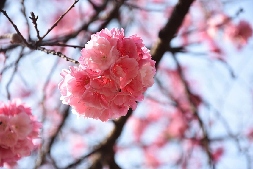 圓通山櫻花。五華區(qū)融媒體中心供圖