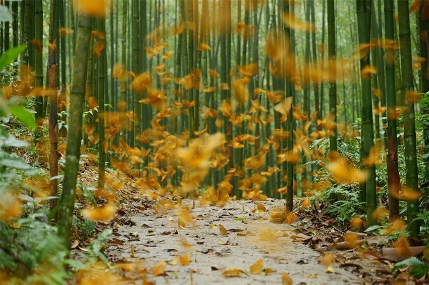 紅河蝴蝶谷。圖片來源紅河州融媒體中心圖庫