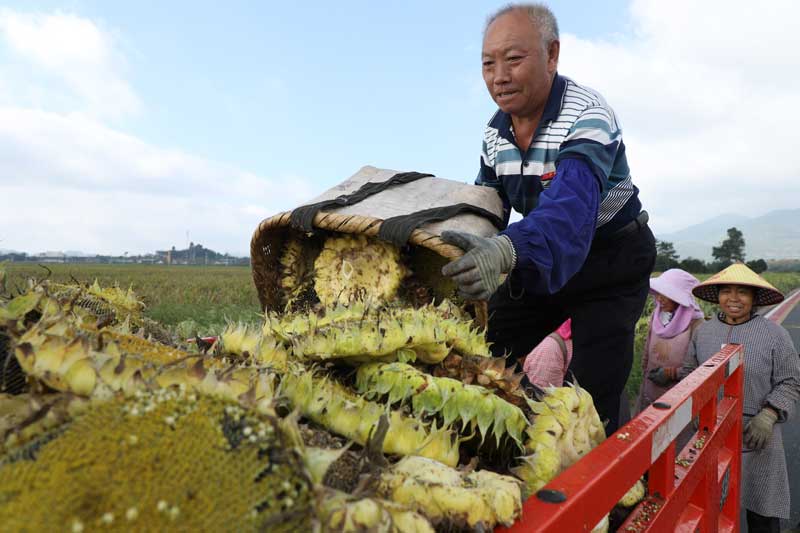 村民裝載成熟的油葵。