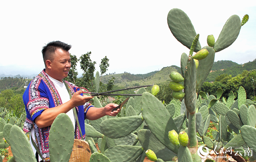 正在采摘仙人果的王云喜。王虹萩攝