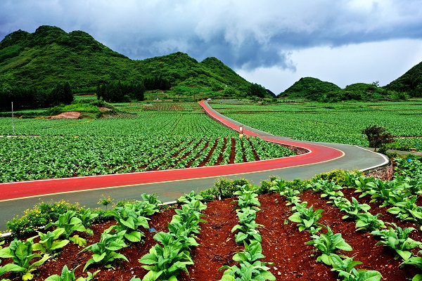 煙草部門幫助修建的水泥路。羅平縣煙草專賣局供圖