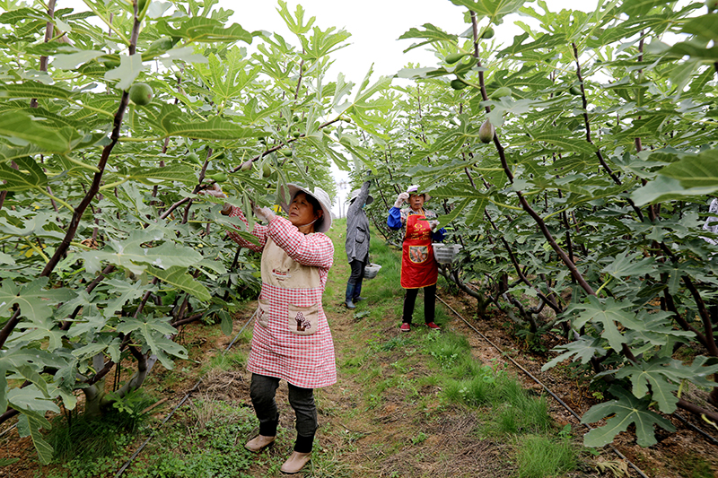 馬街鎮(zhèn)杜旗堡村無花果種植基地群眾在采摘無花果。