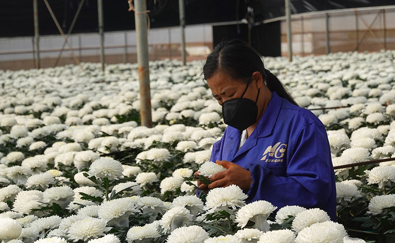 李繼貴在查看鮮花長(cháng)勢。王雨薇攝