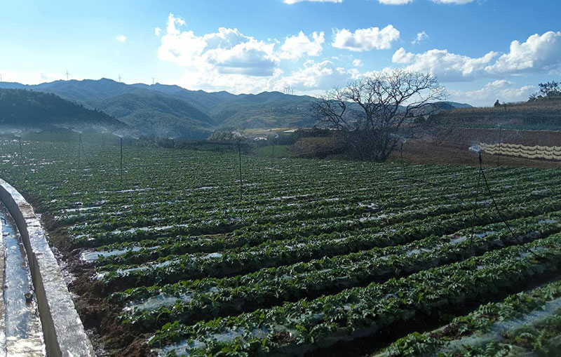 產(chǎn)業(yè)園里蘿卜長(cháng)勢喜人。南華縣委宣傳部供圖