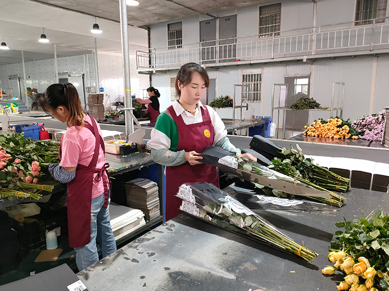 包裝車(chē)間工人對(duì)切好的鮮花進(jìn)行包裝。