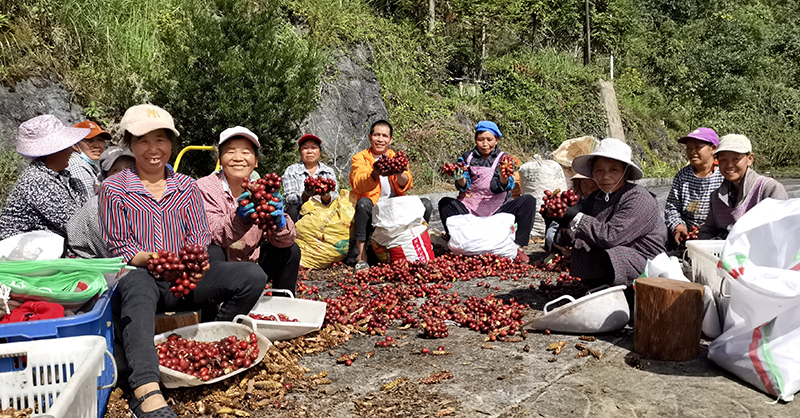 鐵廠(chǎng)鄉董渡村群眾在清理草果。