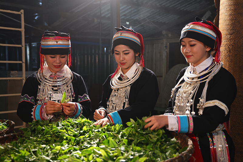 瑤族婦女在整理茶葉。