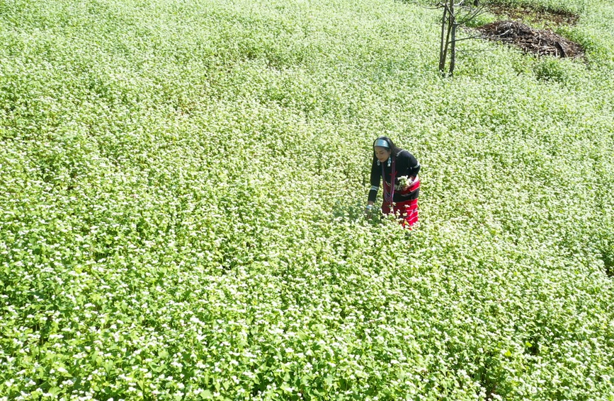 西盟米蕎花開(kāi)成海。艾嘎攝