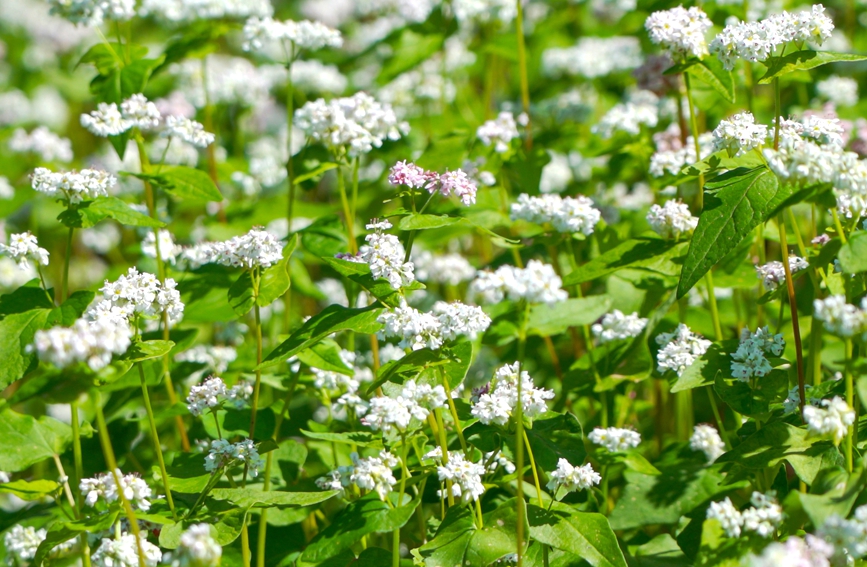 開(kāi)滿(mǎn)米蕎花的佤山 如雪覆山野