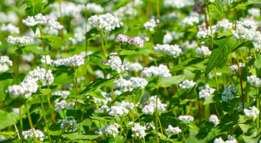 開(kāi)滿(mǎn)米蕎花的佤山 如雪覆山野