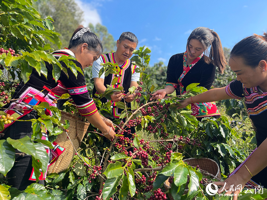 金濤正和家人采摘咖啡鮮果。人民網(wǎng)記者 程浩攝