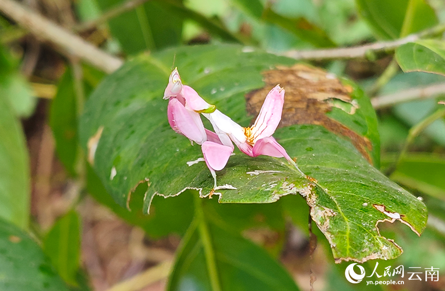 圖為在寧洱縣黎明鄉(xiāng)發(fā)現(xiàn)的蘭花螳螂。張興科攝